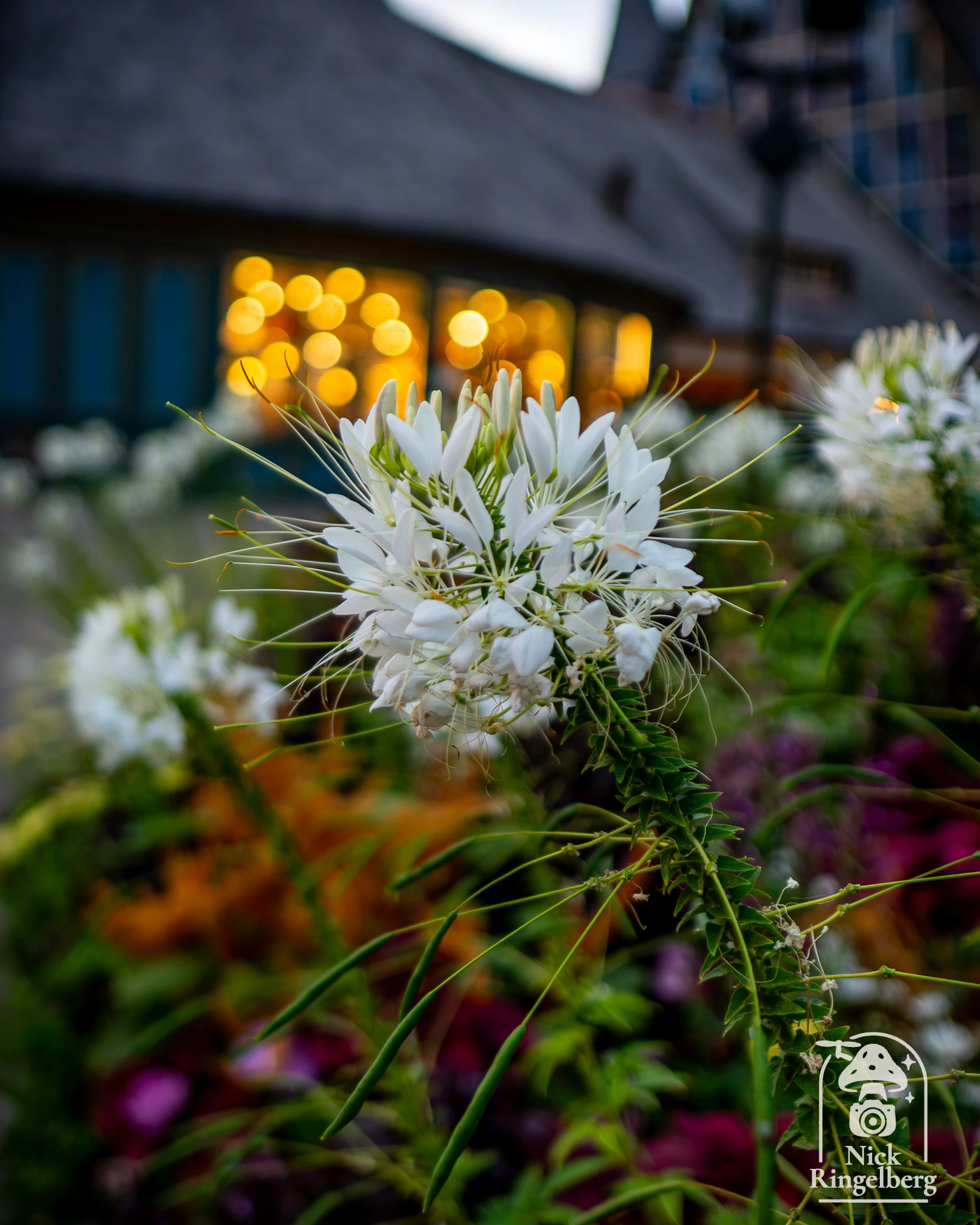 Vlinder en Bloemen #efteling #themeparks #flowers #brabant