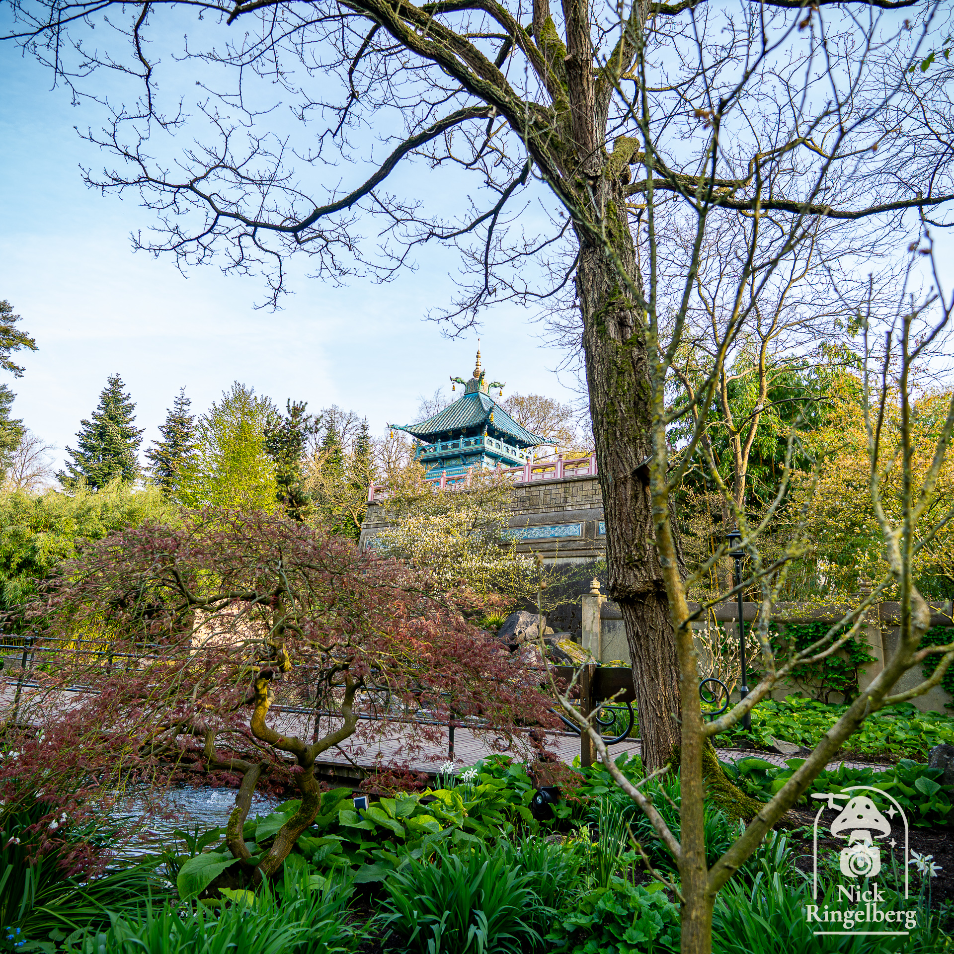 De chinese nachtegaal