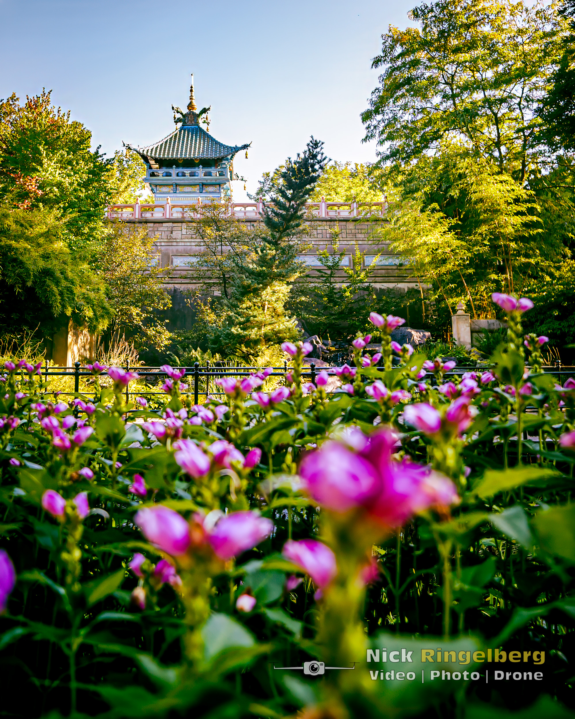 De chinese nachtegaal