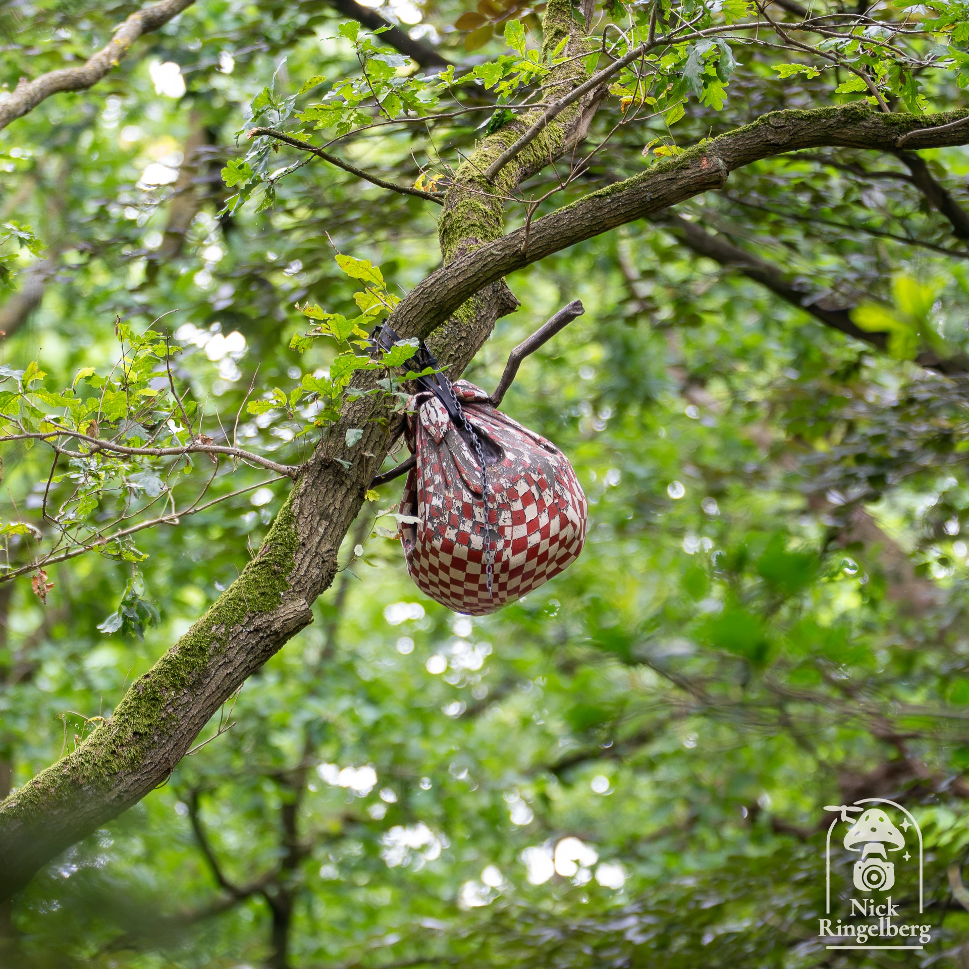 Draak Lichtgeraakt #efteling #draaklichtgeraakt #sprookjesbos #draak #themeparks