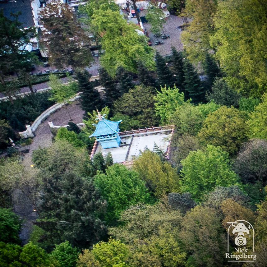 De chinese nachtegaal