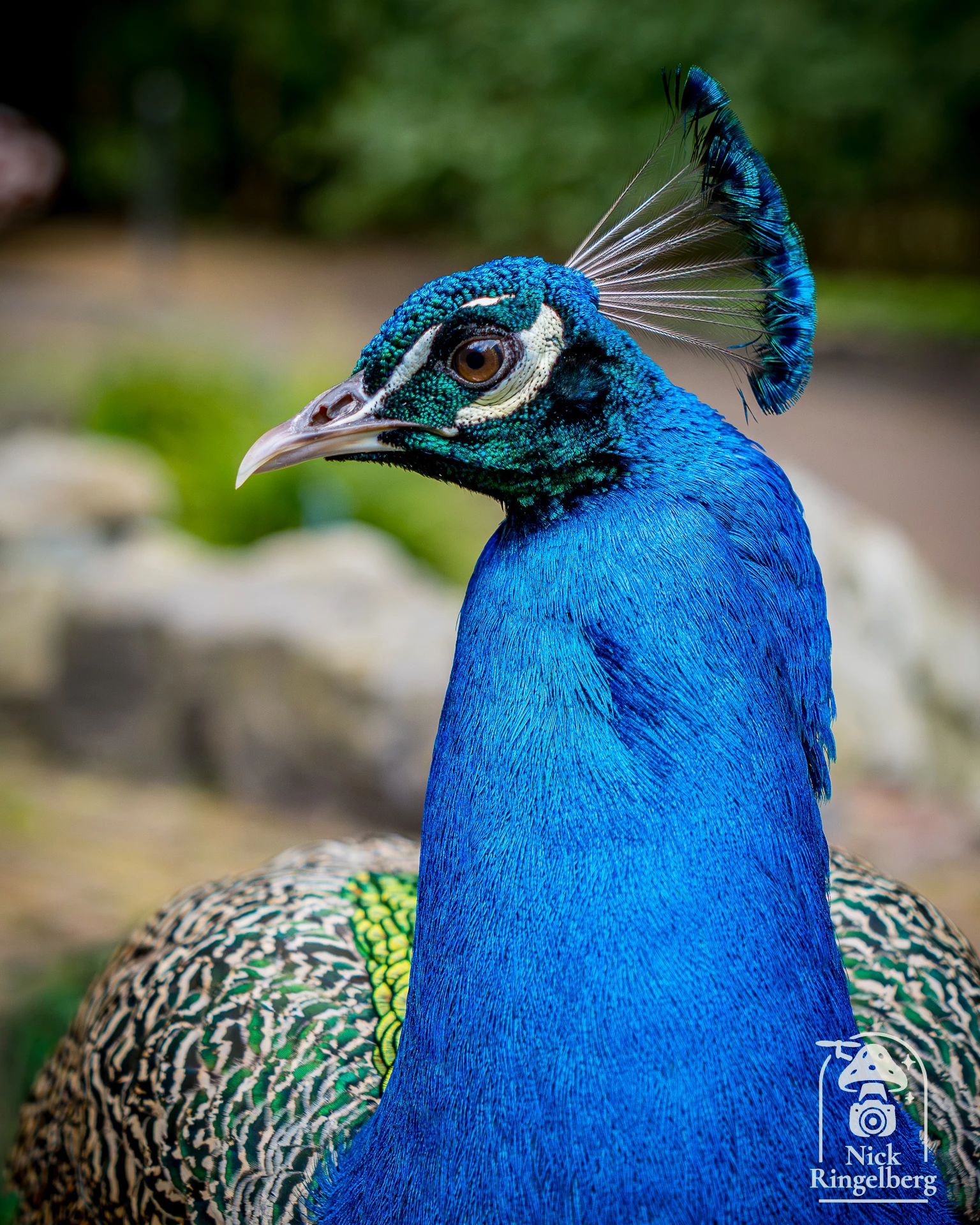 De Efteling in 10 mooie verschillende foto's #efteling #themeparks #summer #happyplace #brabant