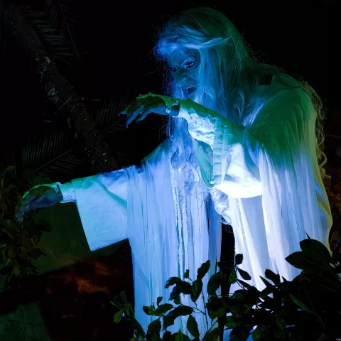 De Indische Waterlelies