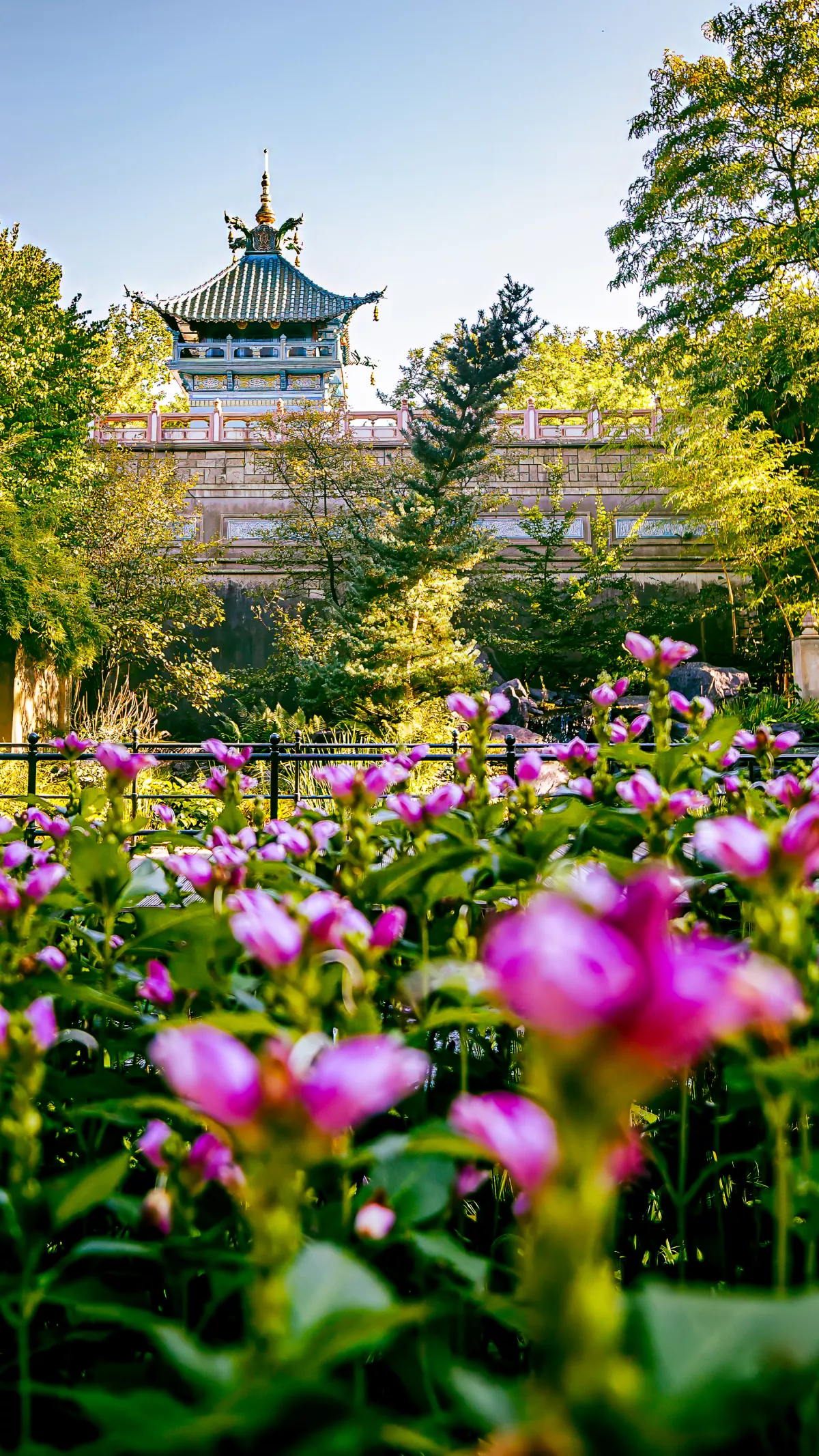 De chinese nachtegaal