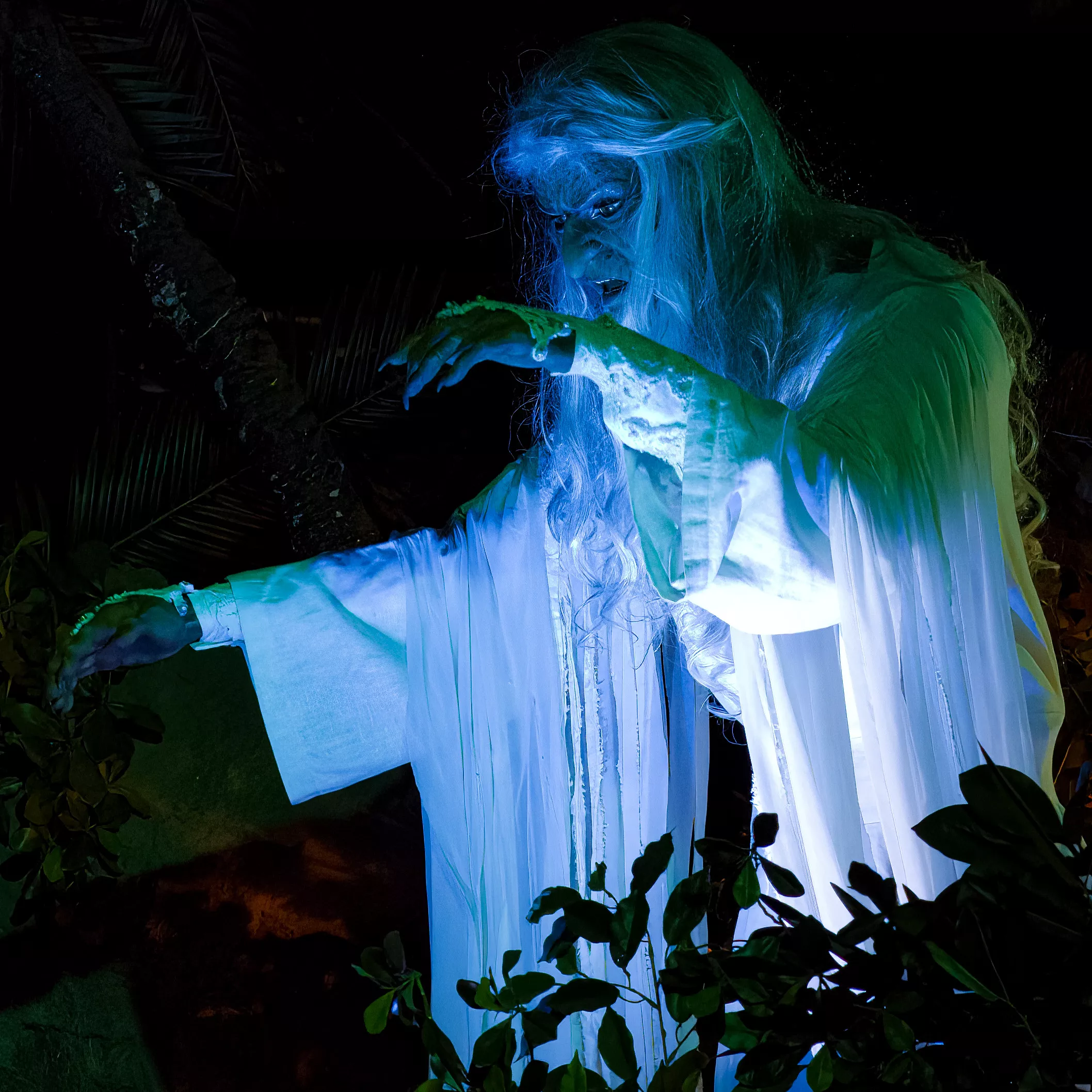 De Indische Waterlelies