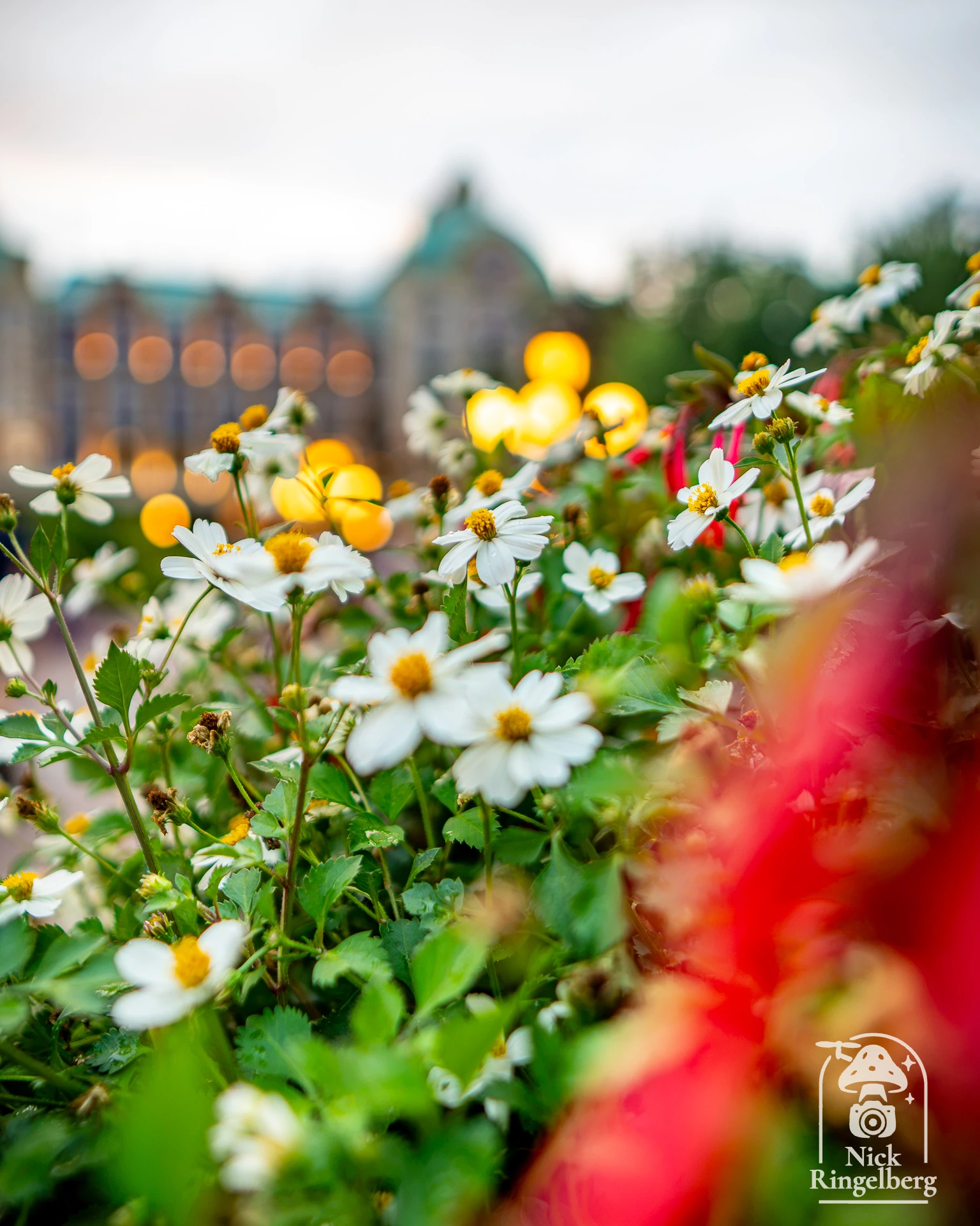 Vlinder en Bloemen #efteling #themeparks #flowers #brabant
