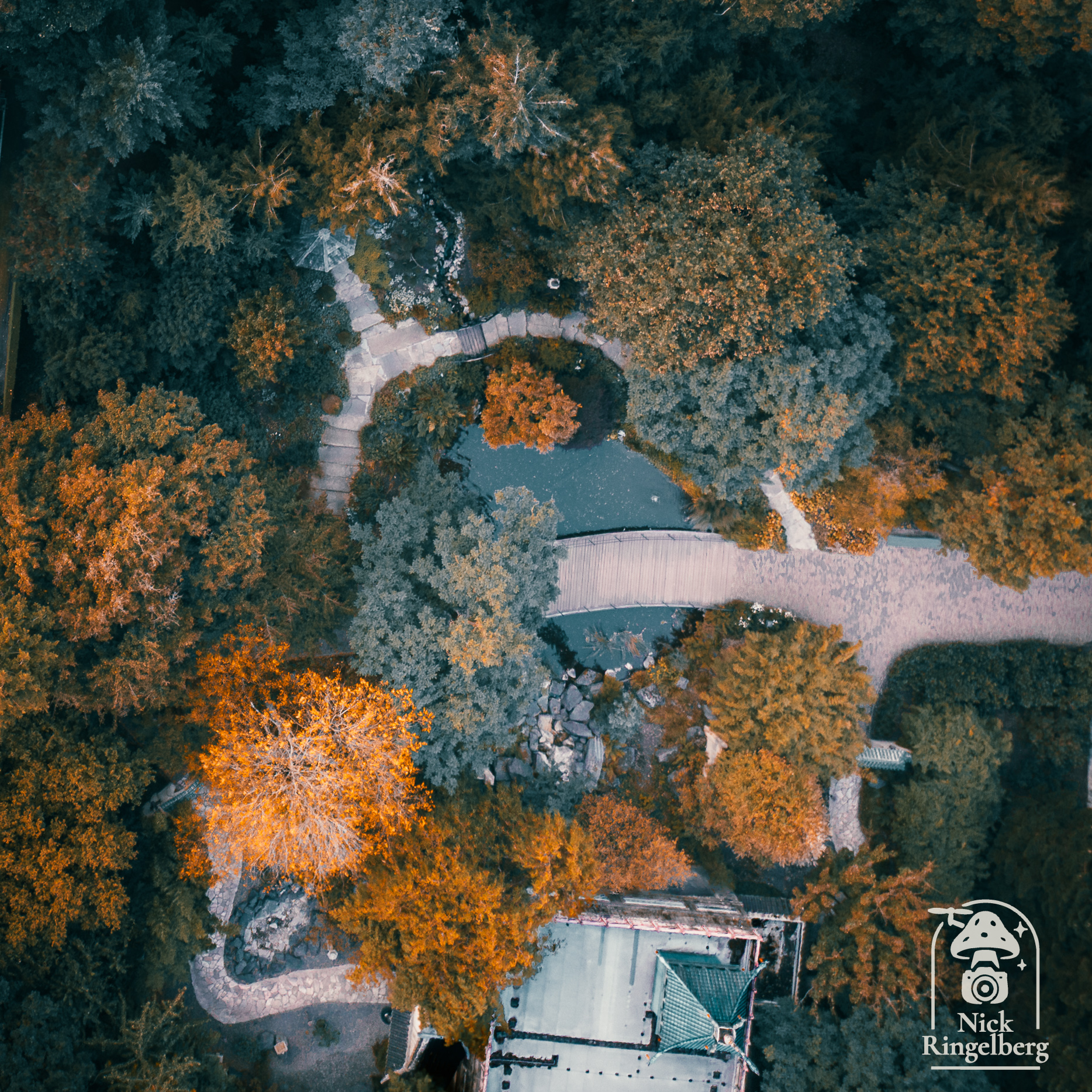 De chinese nachtegaal