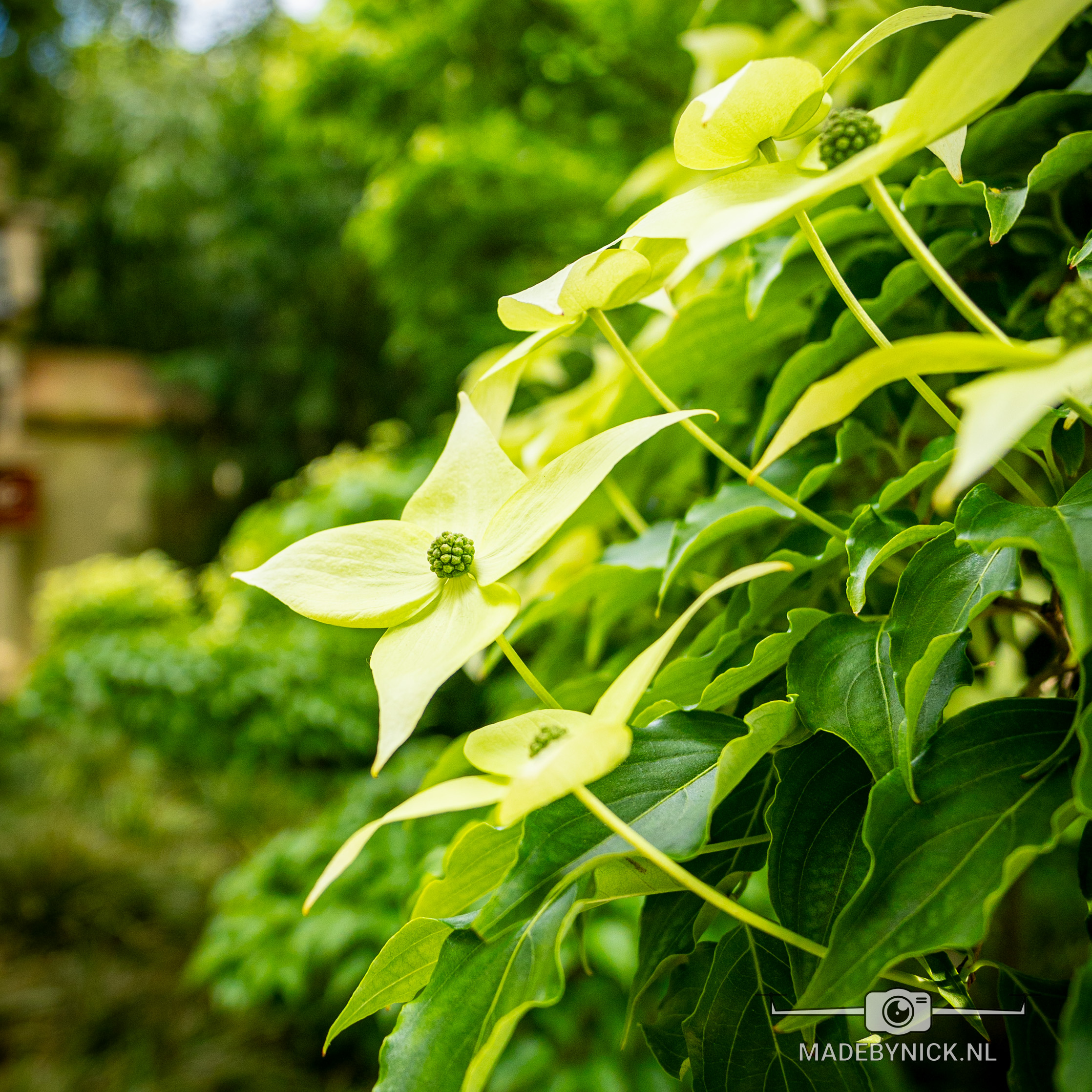 De chinese nachtegaal