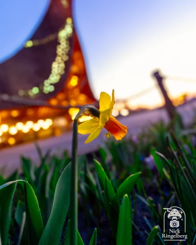 Weekend!!!!! 😱❤️

#efteling #sprookjesbos #themeparks